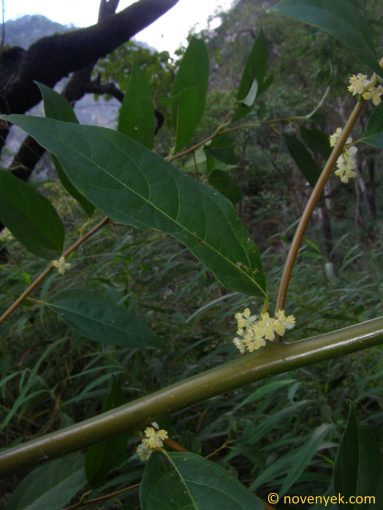 Image of plant Litsea cubeba