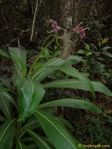 Image of plant Lobelia assurgens