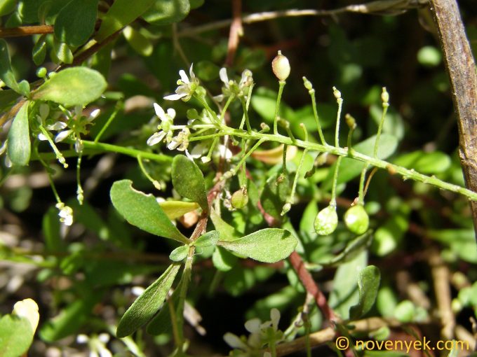 Image of plant Lobularia canariensis