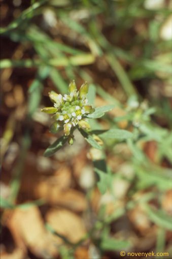 Image of plant Lobularia libyca