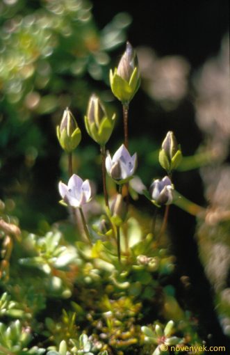 Image of plant Lomatogonium carinthiacum