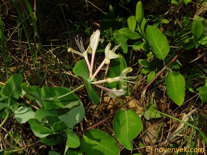Image of plant Lonicera caprifolium