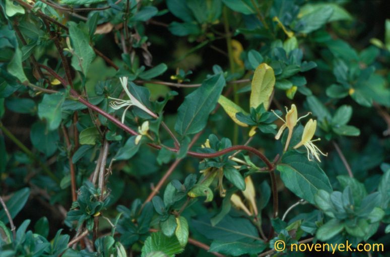 Image of plant Lonicera hildebrandiana