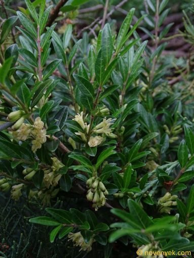 Image of plant Lonicera ligustrina
