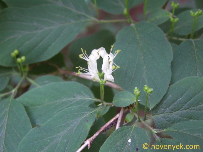 Image of plant Lonicera xylosteum