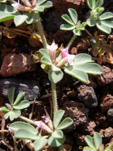 Image of plant Lotus glinoides