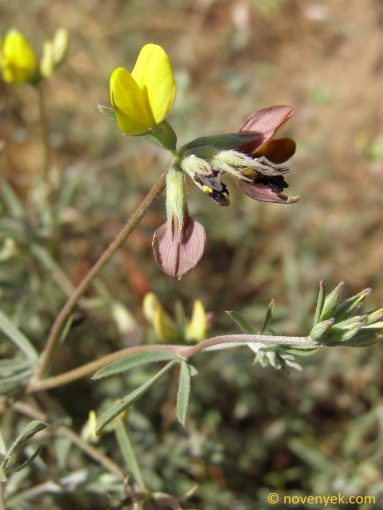 Image of plant Lotus jacobaeus