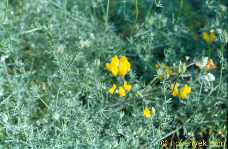 Image of plant Lotus mascaensis