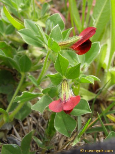 Image of plant Lotus tetragonolobus