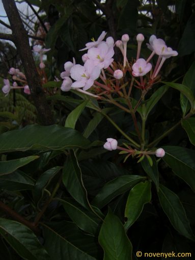 Image of plant Luculia gratissima