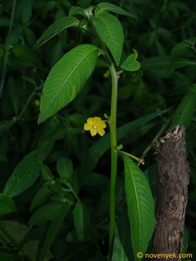 Image of plant Ludwigia leptocarpa