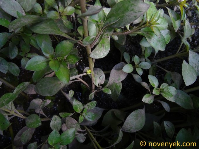 Image of plant Ludwigia repens