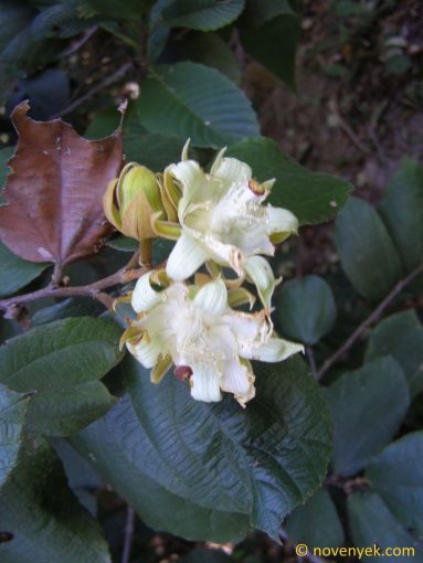 Image of plant Luehea candida