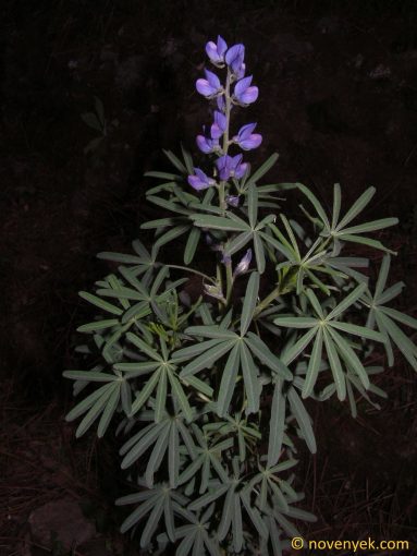 Image of plant Lupinus angustifolius