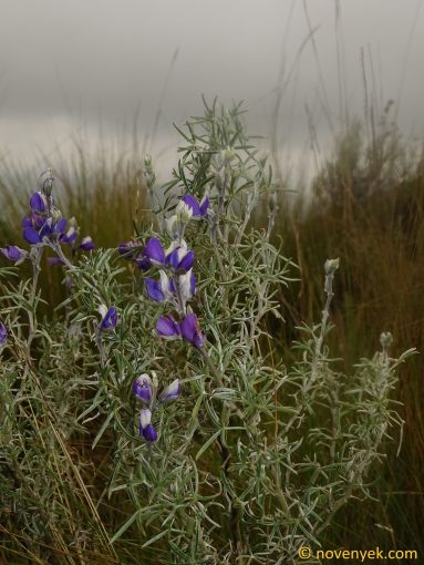 Image of plant Lupinus pubescens