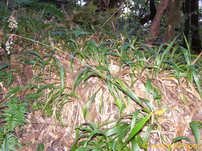 Image of plant Luzula canariensis