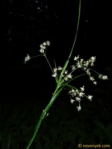 Image of plant Luzula luzuloides
