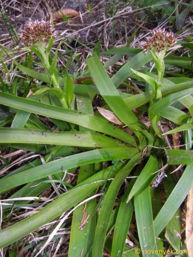 Image of plant Luzula sylvatica