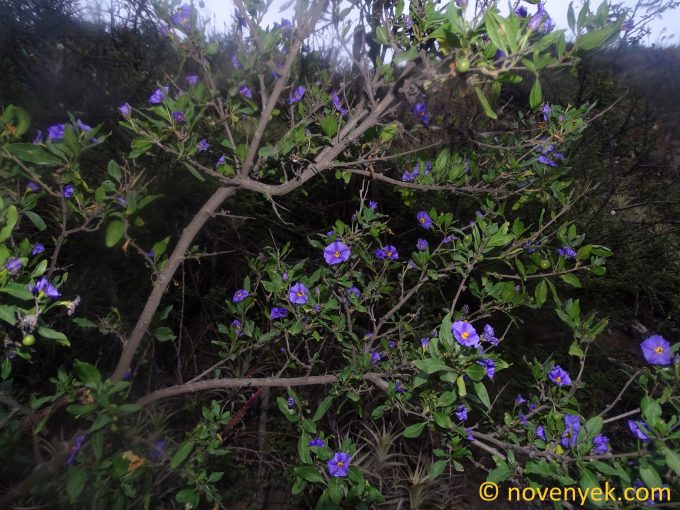 Image of plant Lycianthes lycioides