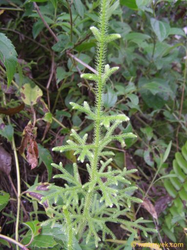 Image of plant Lycopodiella cernua
