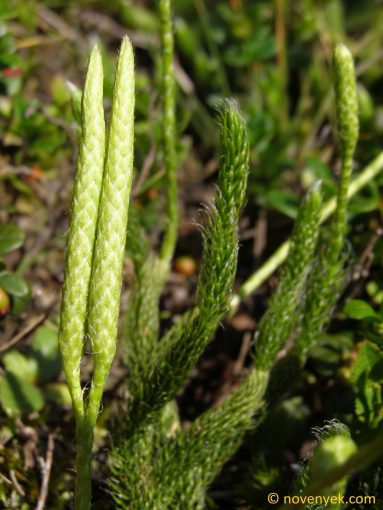 Image of plant Lycopodium clavatum