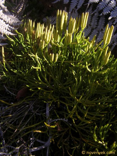 Image of plant Lycopodium thyoides