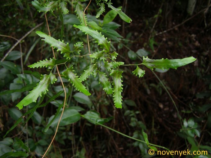 Image of plant Lygodium cubense