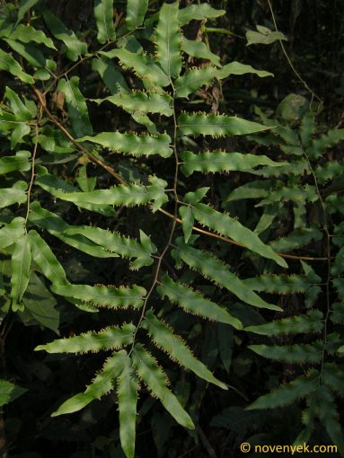 Image of plant Lygodium flexuosum