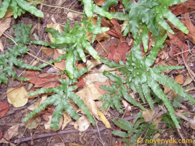 Image of plant Lygodium japonicum