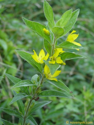Image of plant Lysimachia punctata