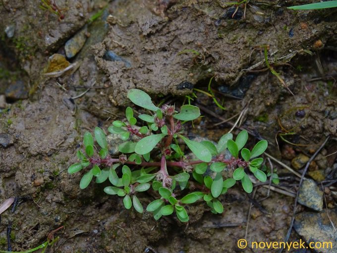 Image of plant Lythrum portula