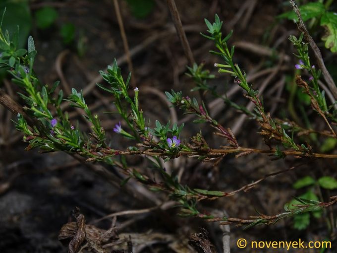 Image of plant Lythrum tribracteatum