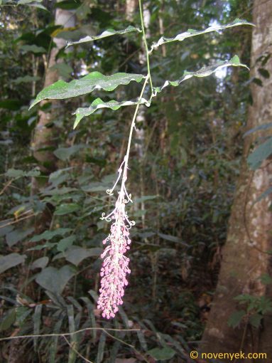 Image of plant Mabea occidentalis