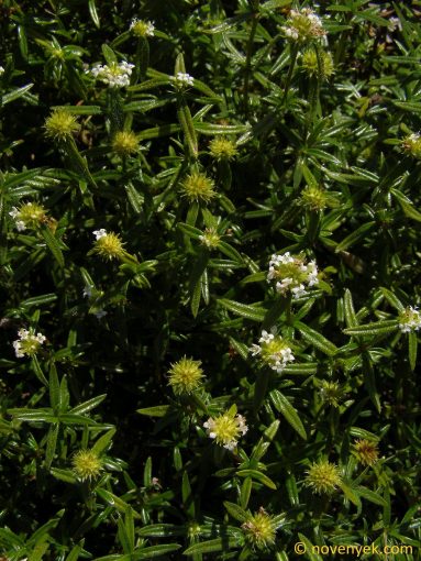 Image of plant Machaonia havanensis