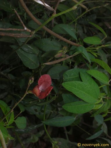 Image of plant Macroptilium lathyroides