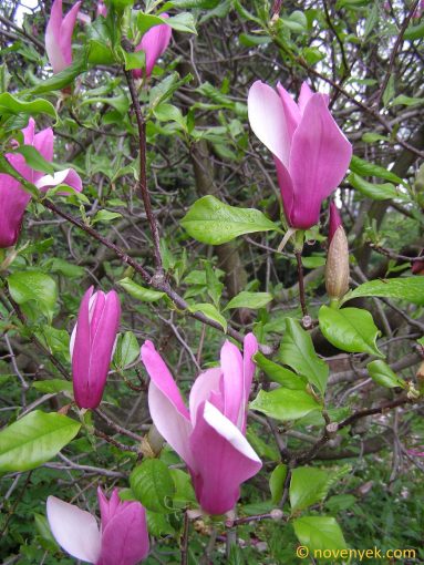 Image collection of wild vascular plants - Magnolia liliiflora