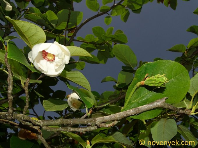 Image of plant Magnolia sieboldii