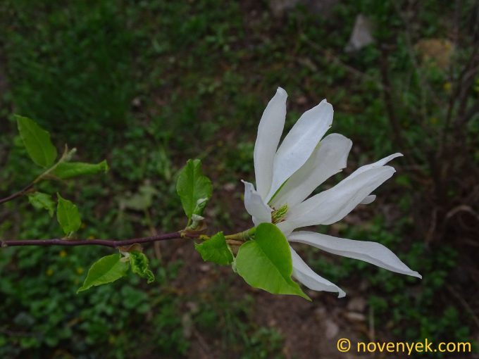 Image of plant Magnolia stellata