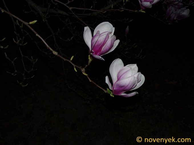 Image of plant Magnolia x soulangeana