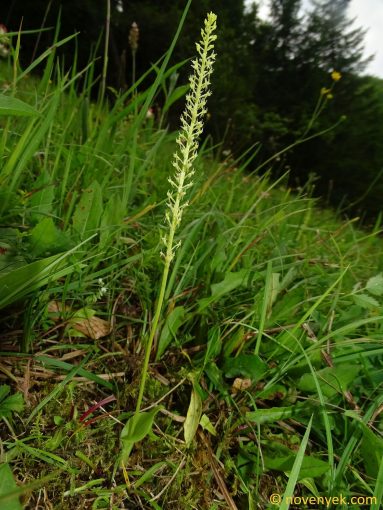 Image of plant Malaxis monophyllos