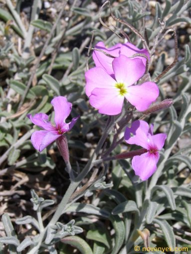 Image of plant Malcolmia littorea