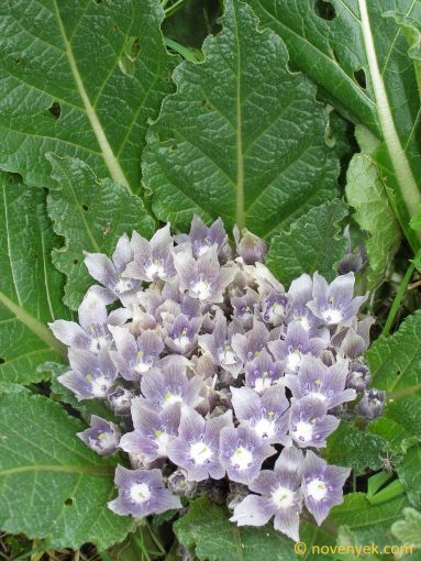 Image of plant Mandragora officinarum