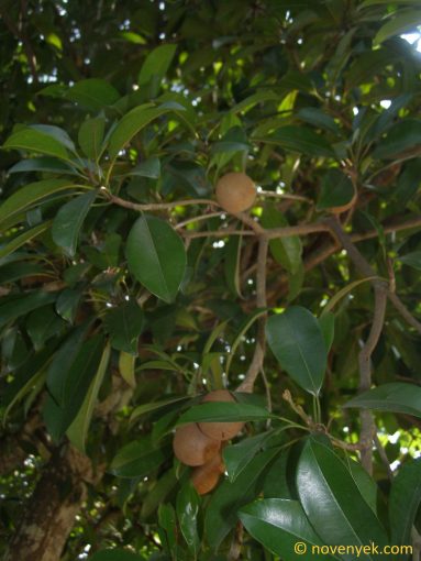 Image of plant Manilkara sapota