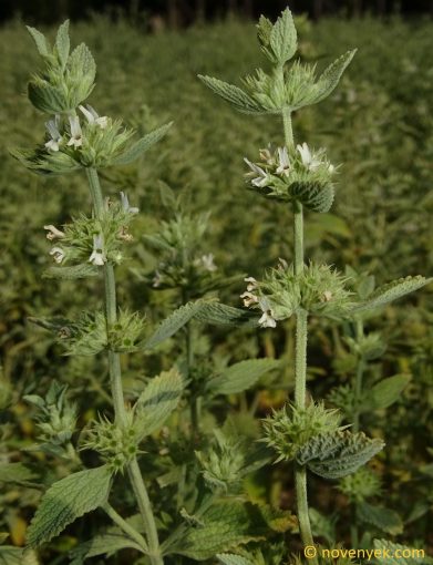 Image of plant Marrubium x paniculatum