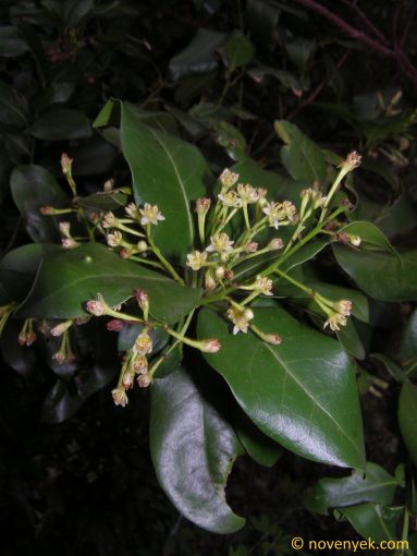 Image of plant Maytenus canariensis
