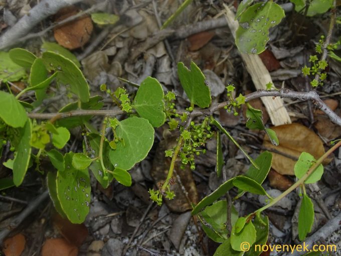 Image of plant Maytenus octogona
