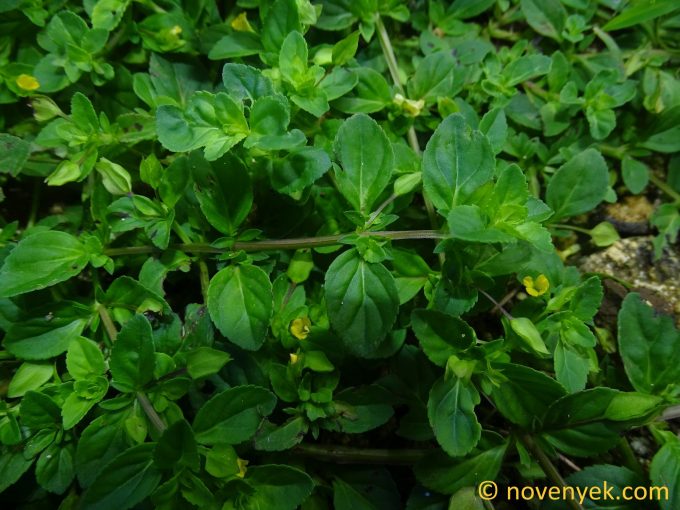 Image of plant Mecardonia procumbens