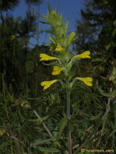 Image of plant Melampyrum barbatum