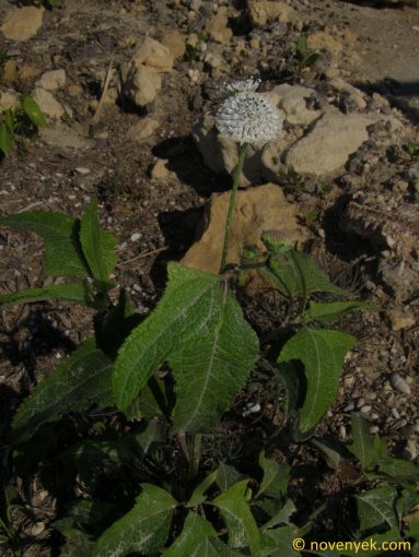 Image of plant Melanthera hastata