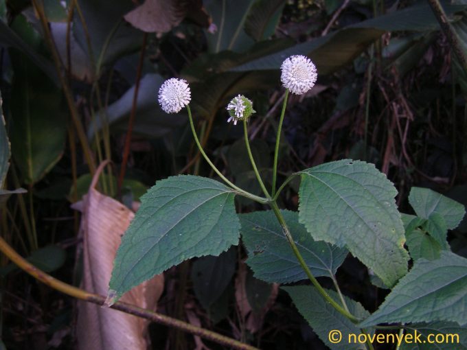 Image of plant Melanthera nivea